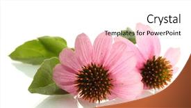  Presentation with echinacea - Beautiful theme featuring purple echinacea isolated on white backdrop and a white colored foreground