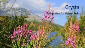  Presentation with biking in mountains - Theme enhanced with purple edge - chamerion angustifolium flowers in mountains background and a light blue colored foreground