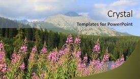  Presentation with flowers - Slide set with purple edge - chamerion angustifolium wild flowers background and a light blue colored foreground