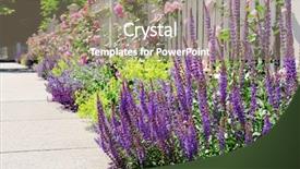  Presentation with border pink - Presentation theme enhanced with purple edge - colorful garden border white fence background and a coral colored foreground