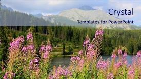  Presentation with tea - PPT theme having purple edge - ivan-tea wild flowers in mountains background and a light blue colored foreground