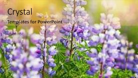  Presentation with alaska airplane - Audience pleasing theme consisting of purple edge - meadow in alaska backdrop and a yellow colored foreground