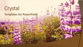  Presentation with meadow - Slide set with purple edge - meadow in alaska background and a  colored foreground