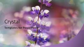  Presentation with alaska airplane - Slide set featuring purple edge - meadow in alaska background and a  colored foreground