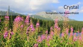  Presentation with wild flower in field of daisies - Cool new slide set with purple edge - nice wild flowers in mountains backdrop and a  colored foreground