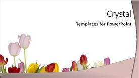  Presentation with white flowers - Theme consisting of purple edge - spring tulips flowers isolated background and a white colored foreground