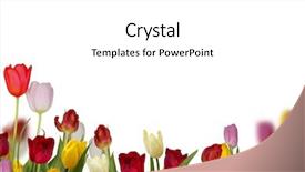  Presentation with spring flowers on textured - Amazing slide deck having purple edge - spring tulips flowers isolated backdrop and a white colored foreground