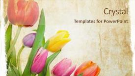  Presentation with old style vintage postcard - Cool new PPT layouts with purple edge - tulips in vintage style backdrop and a lemonade colored foreground