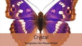 Presentation with purple butterfly - Amazing presentation theme having purple emperor butterfly apatura iris backdrop and a coral colored foreground
