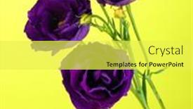  Presentation with purple green - 