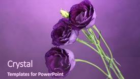  Presentation with purple flowers - Beautiful presentation design featuring young pretty girl training backdrop and a dark gray colored foreground