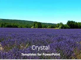 Purple Field Of Lavender Flowers PPT template 12 | CrystalGraphics
