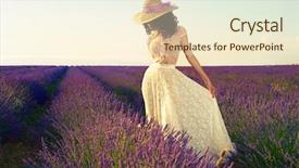  Presentation with lavender flowers - Amazing PPT theme having field of lavender flowers backdrop and a cream colored foreground
