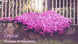  Presentation with purple wall - Amazing slide deck having purple-flovers-in-springtime-around backdrop and a violet colored foreground