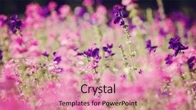  Presentation with purple - Beautiful PPT theme featuring purple flower field background natural backdrop and a coral colored foreground