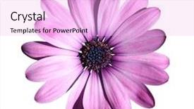  Presentation with rustic purple flower - Presentation theme having purple flower isolated with clipping background and a lavender colored foreground