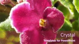 Presentation with african violet - Amazing presentation design having purple flower of plant saintpaulia aka african violet backdrop and a violet colored foreground