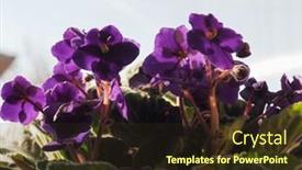  Presentation with african violet - Colorful theme enhanced with purple flower of plant saintpaulia aka african violet backdrop and a wine colored foreground
