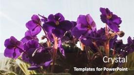  Presentation with african violet - PPT theme with purple flower of plant saintpaulia aka african violet background and a tawny brown colored foreground