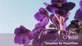  Presentation with african violet - PPT layouts having purple flower of plant saintpaulia aka african violet background and a violet colored foreground