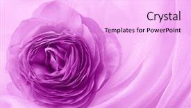  Presentation with satin - Presentation featuring purple flower on soft satin background and a lavender colored foreground