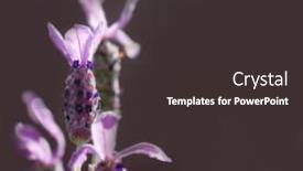  Presentation with purple - Slides having purple-flower-petal-background-tufted background and a dark gray colored foreground