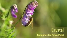  Presentation with nature purple - Slides featuring purple-flower-tufted-vetch-vicia background and a tawny brown colored foreground