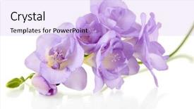  Presentation with white flowers - Cool new PPT theme with purple flowers - beautiful freesia isolated on white backdrop and a light blue colored foreground
