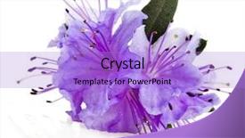  Presentation with azalea - Presentation theme having purple flowers - blooming rhododendron azalea close-up isolated background and a light blue colored foreground