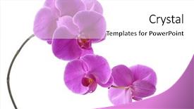  Presentation with orchid - Theme featuring purple flowers - branch of violet orchid isolated background and a white colored foreground