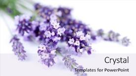  Presentation with lavender - Colorful slide deck enhanced with purple flowers - bunch of lavender flower isolated backdrop and a light blue colored foreground