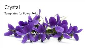 Presentation with bunch - PPT theme with purple flowers - bunch of violets over white background and a white colored foreground