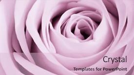  Presentation with purple rose - Audience pleasing PPT theme consisting of purple flowers - close up of violet rose backdrop and a lemonade colored foreground