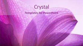  Presentation with flower - Audience pleasing presentation theme consisting of purple flowers - detail of flower backdrop and a pink colored foreground