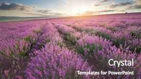  Presentation with nature meadow baby and child - Audience pleasing theme consisting of purple flowers - meadow of lavender nature composition backdrop and a violet colored foreground