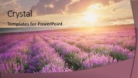  Presentation with lavender - Presentation having purple flowers - meadow of lavender nature composition background and a coral colored foreground