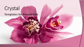  Presentation with orchid - PPT layouts with purple flowers - orchid isolated on white background background and a lemonade colored foreground