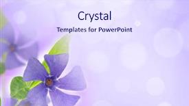  Presentation with easter bunny yellow spring flower - Colorful PPT layouts enhanced with purple flowers - spring violet flower backdrop and a sky blue colored foreground