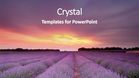  Presentation with lavender flowers - PPT theme enhanced with purple flowers - sunset over a summer lavender background and a violet colored foreground