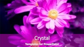  Presentation with fairy - Presentation featuring purple flowers computer modified photo to make flower fairy beautiful background and a purple colored foreground