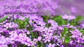  Presentation with purple flowers - Theme enhanced with teacher holding tablet pc with young college students using computers in the computer room background and a gray colored foreground