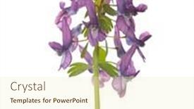  Presentation with purple flowers - Presentation theme featuring purple-flowers-of-corydalis-solida background and a cream colored foreground