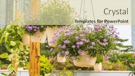  Presentation with purple flowers - Presentation theme with purple-flowers-of-daisy-blossom background and a soft green colored foreground