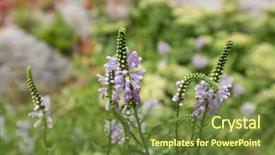  Presentation with purple flowers and oils - PPT layouts featuring purple flowers of finger false background and a tawny brown colored foreground
