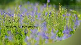  Presentation with purple flowers - Theme featuring purple-flowers-of-hyssop-hyssopus background and a yellow colored foreground
