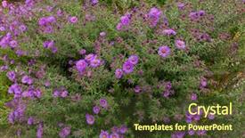  Presentation with purple lotus flowers blooming - Colorful PPT theme enhanced with purple flowers of italian asters backdrop and a tawny brown colored foreground