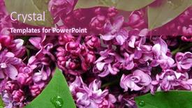  Presentation with purple flowers - Slide set having purple flowers of lilac with leaves fresh branches with waterdrops after rain close-up background and a violet colored foreground