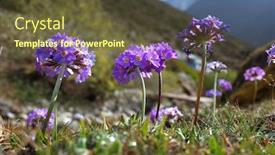  Presentation with purple spring - Audience pleasing slides consisting of purple-flowers-of-primula-denticulata backdrop and a tawny brown colored foreground