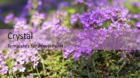  Presentation with thyme - PPT theme featuring purple flowers of thyme herb background and a  colored foreground