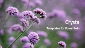  Presentation with purple flowers - Slide set featuring purple flowers on beautiful bokeh background and a coral colored foreground